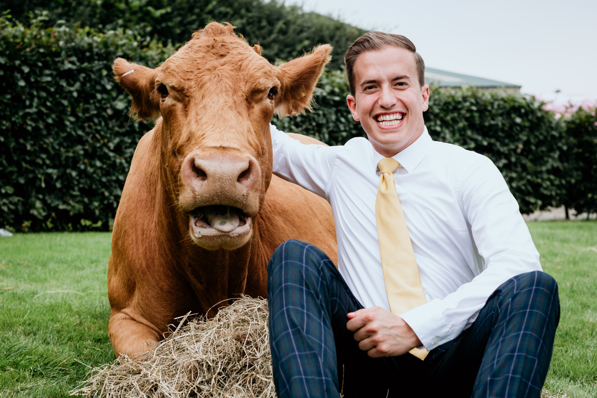 best may embracing a cow at a farm wedding bridestowe dartmoor devon