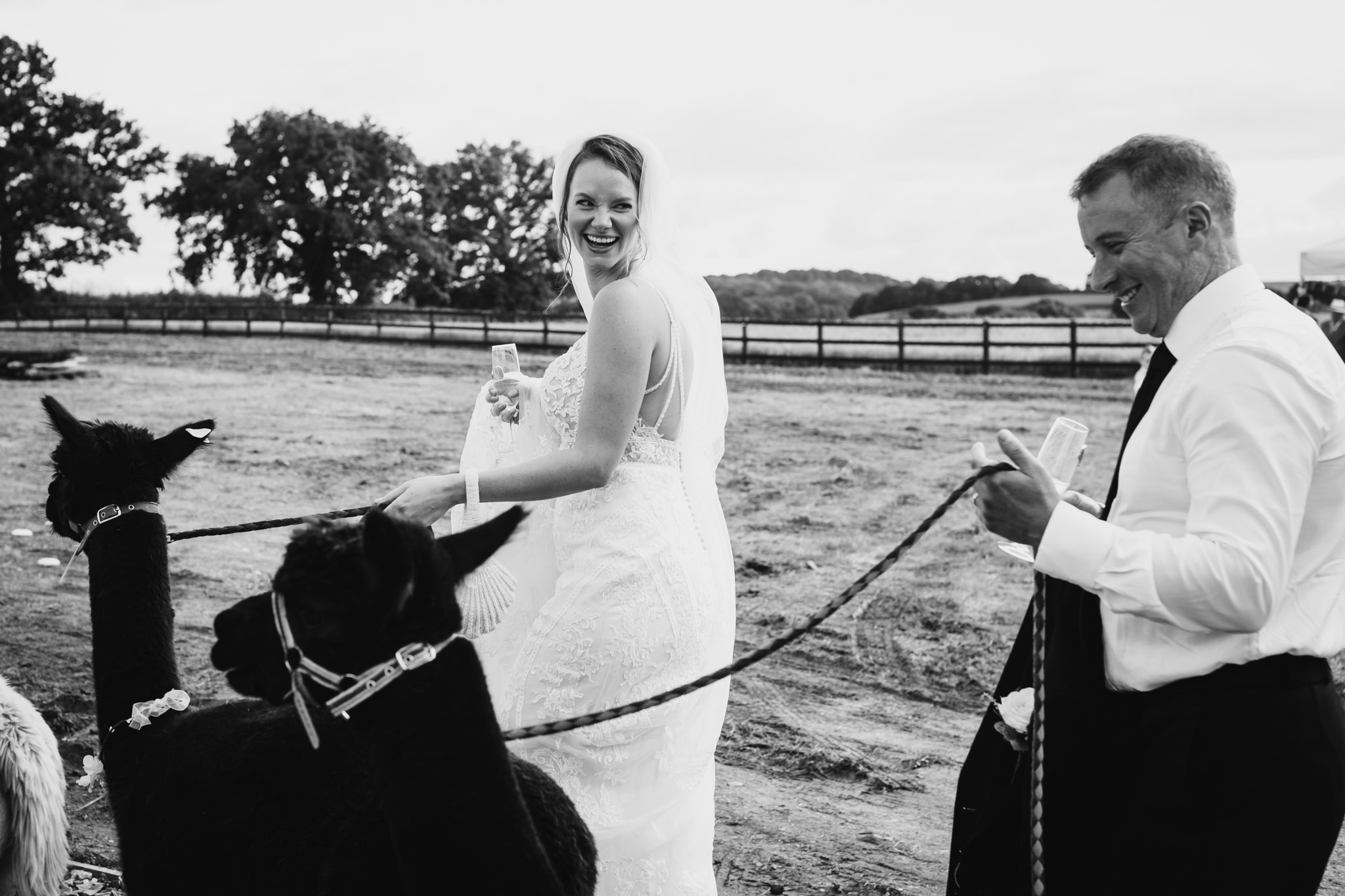 a bride and groom walk llamas at their wedding reception at a barn in crediton devon