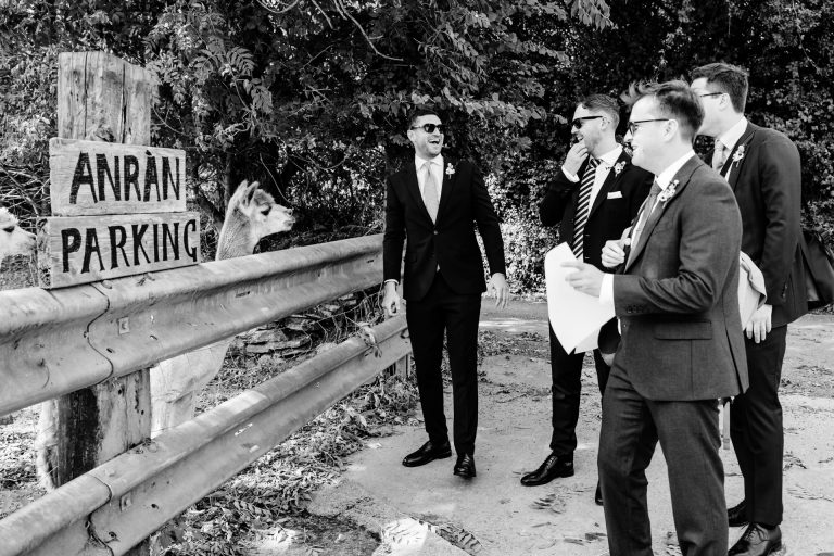 the guests have a moment with the alpaca at anran